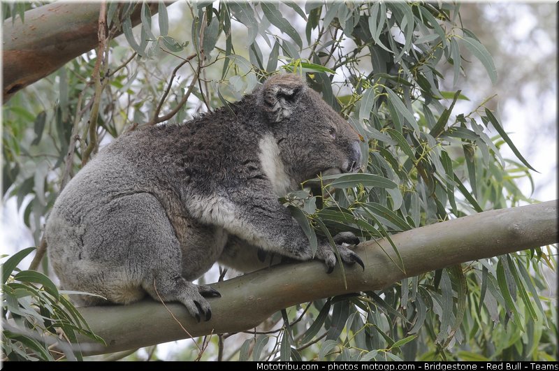 motogp_ambiance_001_australie_philip_island_2011