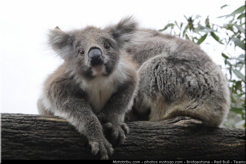 motogp_ambiance_003_australie_philip_island_2011