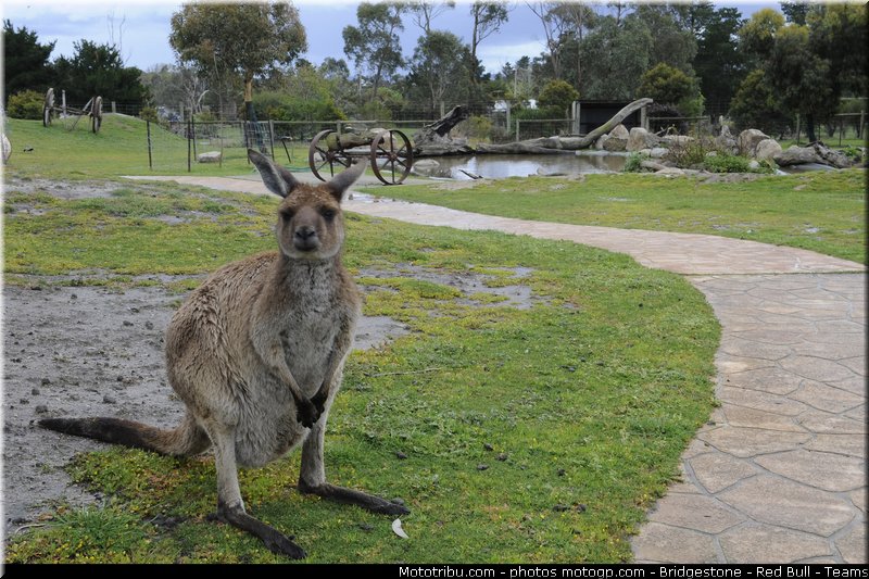 motogp_ambiance_004_australie_philip_island_2011