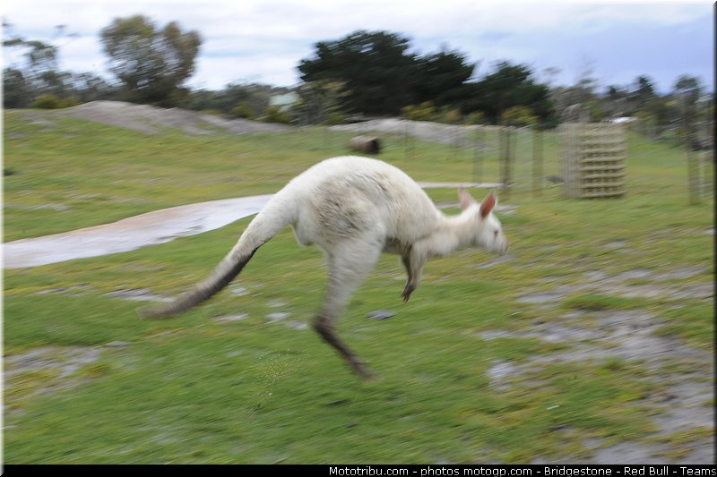 motogp_ambiance_005_australie_philip_island_2011