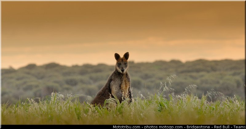 motogp_ambiance_020_australie_philip_island_2011
