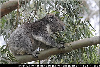 motogp_ambiance_001_australie_philip_island_2011.jpg