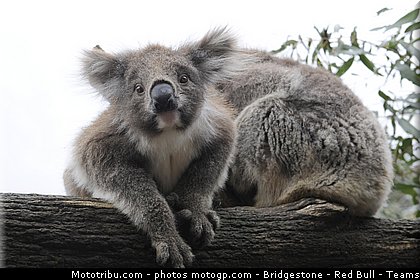 motogp_ambiance_003_australie_philip_island_2011.jpg