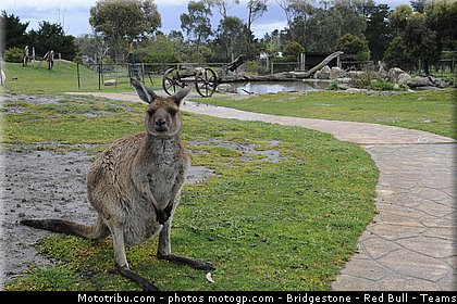 motogp_ambiance_004_australie_philip_island_2011.jpg