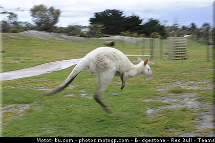 motogp_ambiance_005_australie_philip_island_2011.jpg