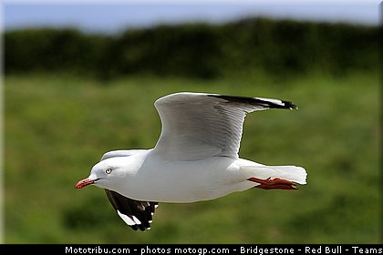 motogp_ambiance_006_australie_philip_island_2011.jpg