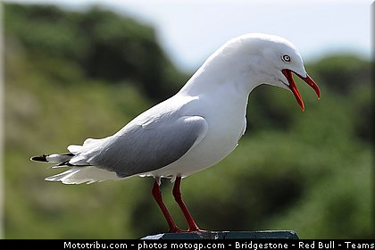 motogp_ambiance_010_australie_philip_island_2011.jpg
