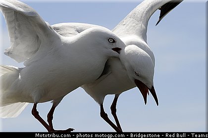 motogp_ambiance_011_australie_philip_island_2011.jpg