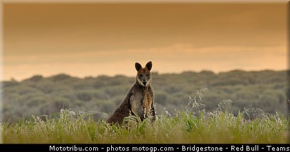 motogp_ambiance_020_australie_philip_island_2011.jpg