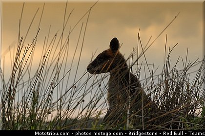 motogp_ambiance_021_australie_philip_island_2011.jpg