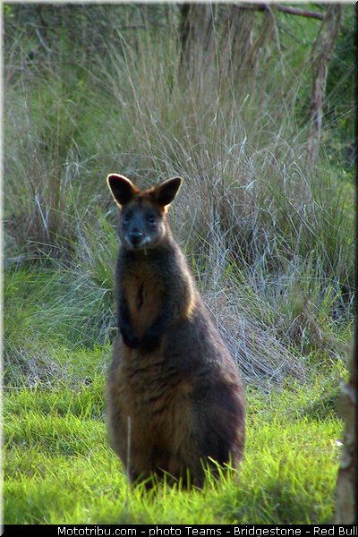 motogp_ambiance_0020_australie_philip_island_2013