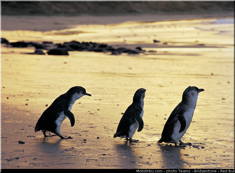 motogp_ambiance_0021_australie_philip_island_2013