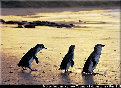 motogp_ambiance_0021_australie_philip_island_2013.jpg