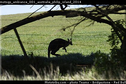 motogp_ambiance_001_australie_philip_island_2014.jpg