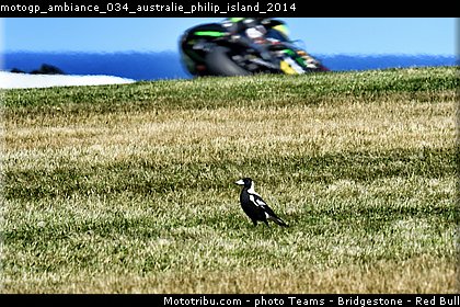 motogp_ambiance_034_australie_philip_island_2014.jpg