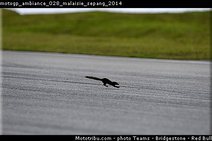 motogp_ambiance_028_malaisie_sepang_2014.jpg