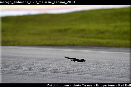 motogp_ambiance_029_malaisie_sepang_2014.jpg