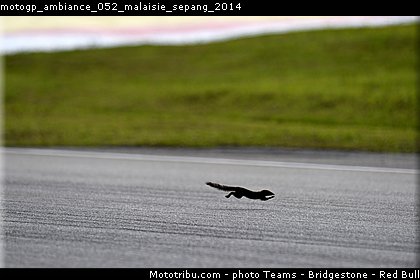 motogp_ambiance_052_malaisie_sepang_2014.jpg