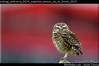 motogp_ambiance_0024_argentine_termas_de_rio_hondo_2015.jpg
