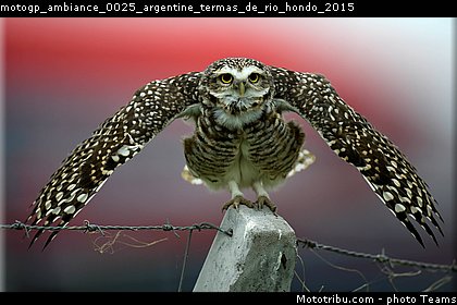 motogp_ambiance_0025_argentine_termas_de_rio_hondo_2015.jpg